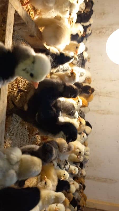 Fancy breed chicks/buff/silkie/sebright/polish/heera/shamoo 2