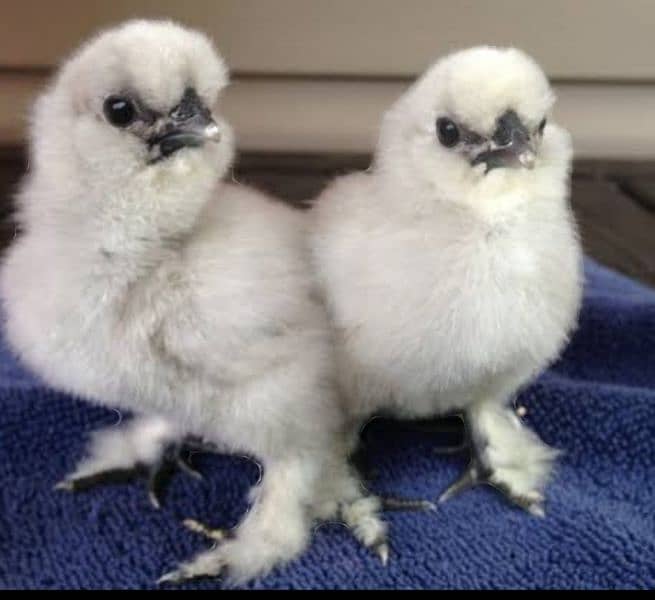 Fancy breed chicks/buff/silkie/sebright/polish/heera/shamoo 4