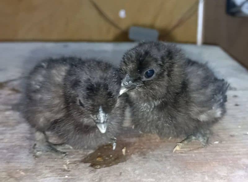 Fancy breed chicks/buff/silkie/sebright/polish/heera/shamoo 7