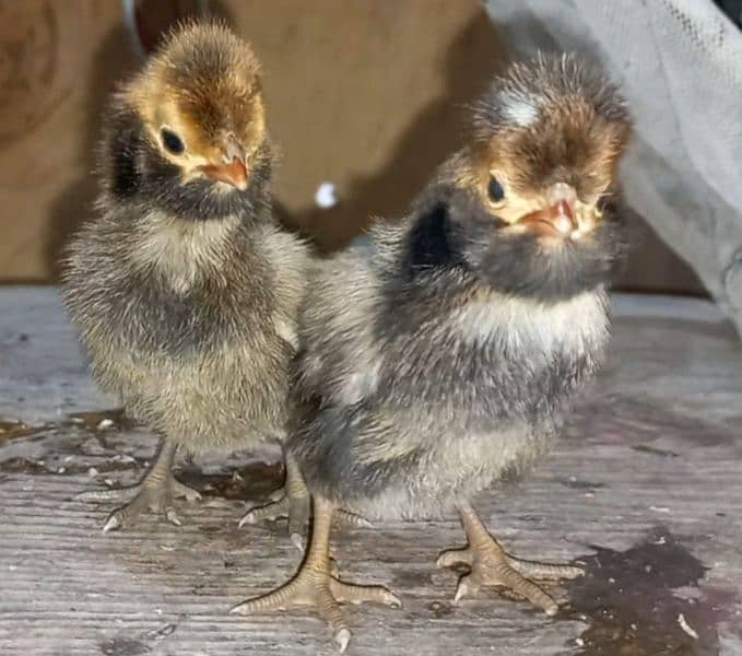 Fancy breed chicks/buff/silkie/sebright/polish/heera/shamoo 9