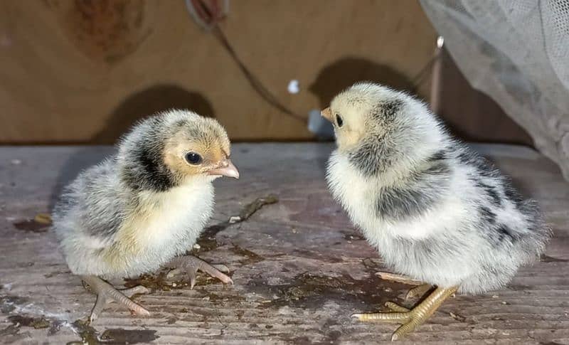 Fancy breed chicks/buff/silkie/sebright/polish/heera/shamoo 11
