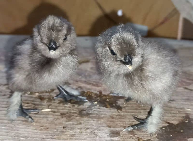 Fancy breed chicks/buff/silkie/sebright/polish/heera/shamoo 12