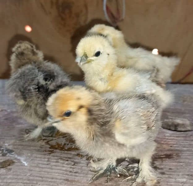 Fancy breed chicks/buff/silkie/sebright/polish/heera/shamoo 15