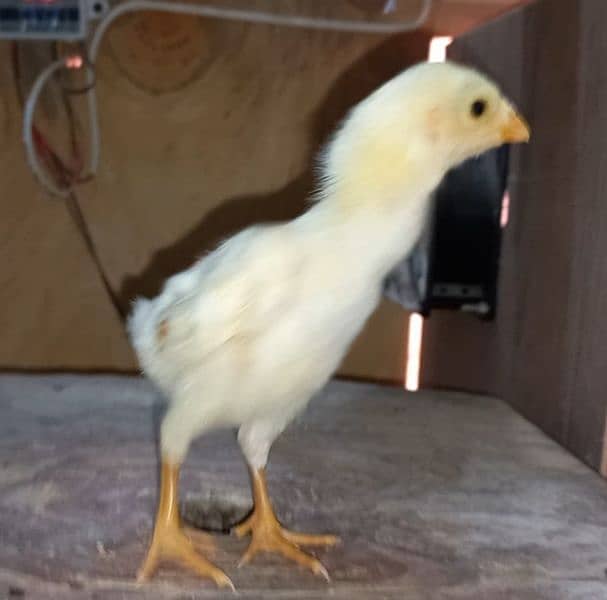 Fancy breed chicks/buff/silkie/sebright/polish/heera/shamoo 18
