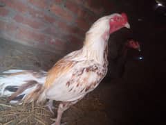 pure aseel mianwali breeder and kurak hen with her fertile eggs