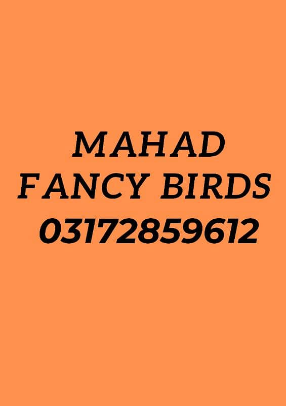 Heavy Buff chicks(all color)/All Fancy breeds chicks available 13