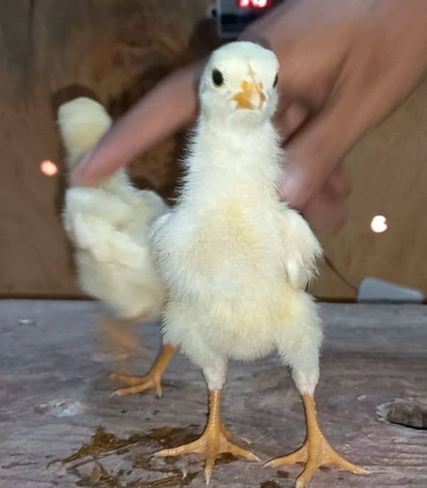 shamoo/parrot beak/heera/ko shamoo/Yokohama/seerama/Al fancy breed chi 0