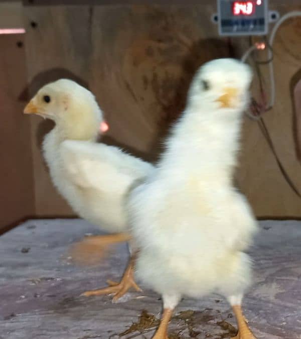 shamoo/parrot beak/heera/ko shamoo/Yokohama/seerama/Al fancy breed chi 2