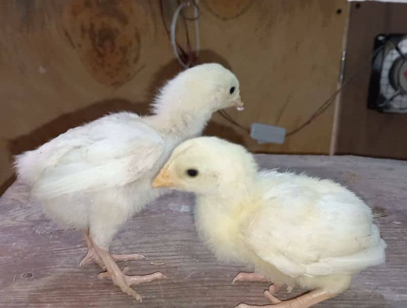 shamoo/parrot beak/heera/ko shamoo/Yokohama/seerama/Al fancy breed chi 5