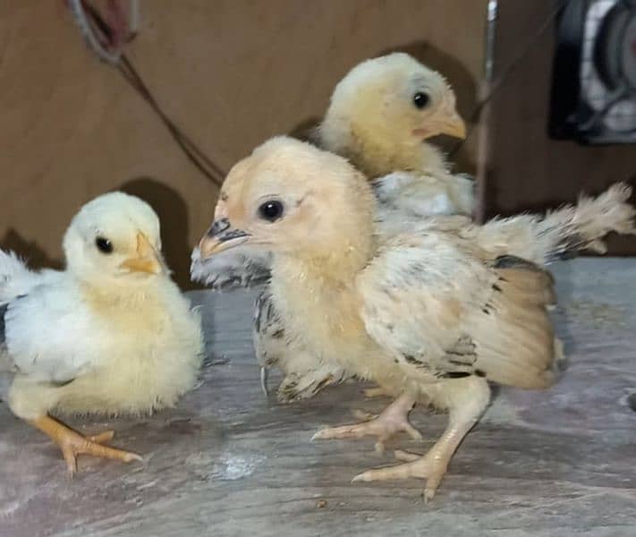 shamoo/parrot beak/heera/ko shamoo/Yokohama/seerama/Al fancy breed chi 6