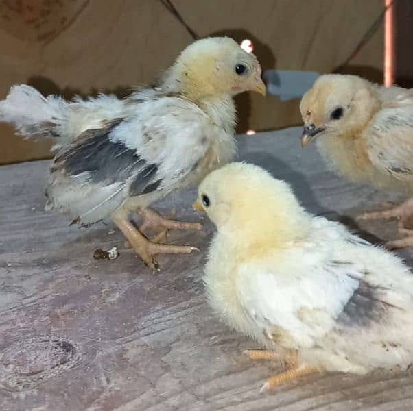 shamoo/parrot beak/heera/ko shamoo/Yokohama/seerama/Al fancy breed chi 7