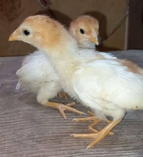 shamoo/parrot beak/heera/ko shamoo/Yokohama/seerama/Al fancy breed chi 8