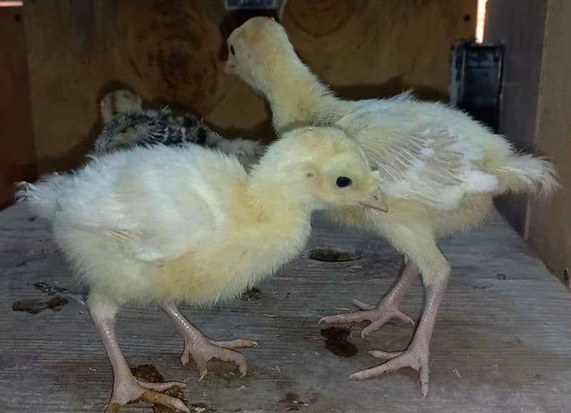 shamoo/parrot beak/heera/ko shamoo/Yokohama/seerama/Al fancy breed chi 9