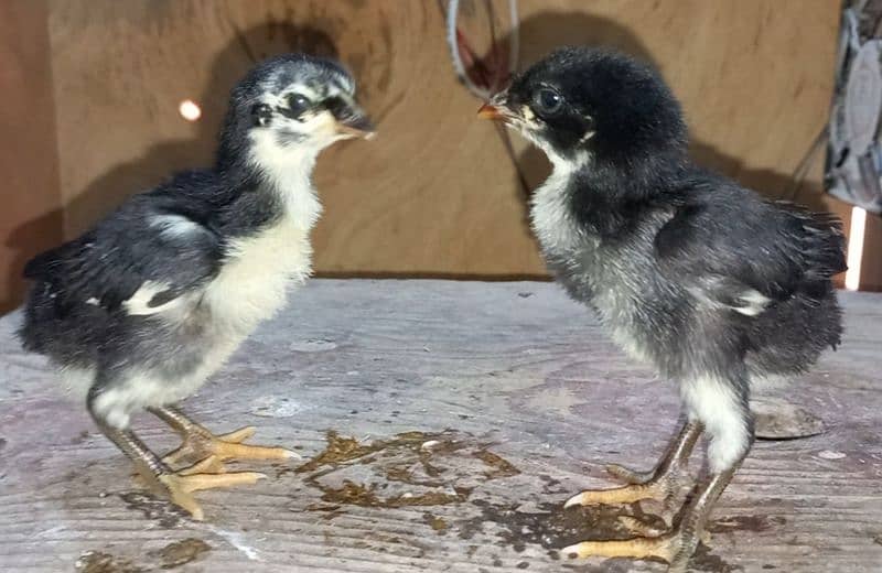 shamoo/parrot beak/heera/ko shamoo/Yokohama/seerama/Al fancy breed chi 10