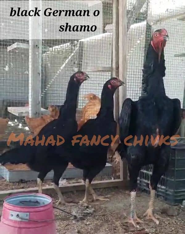 shamoo/parrot beak/heera/ko shamoo/Yokohama/seerama/Al fancy breed chi 11