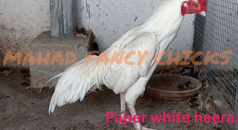 shamoo/parrot beak/heera/ko shamoo/Yokohama/seerama/Al fancy breed chi 12