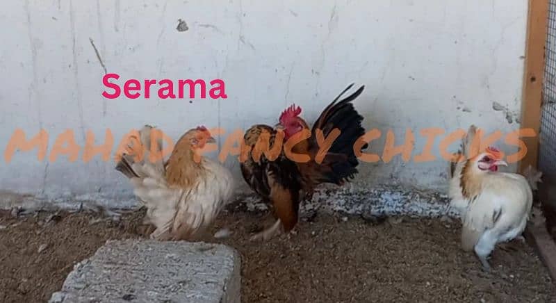 shamoo/parrot beak/heera/ko shamoo/Yokohama/seerama/Al fancy breed chi 13