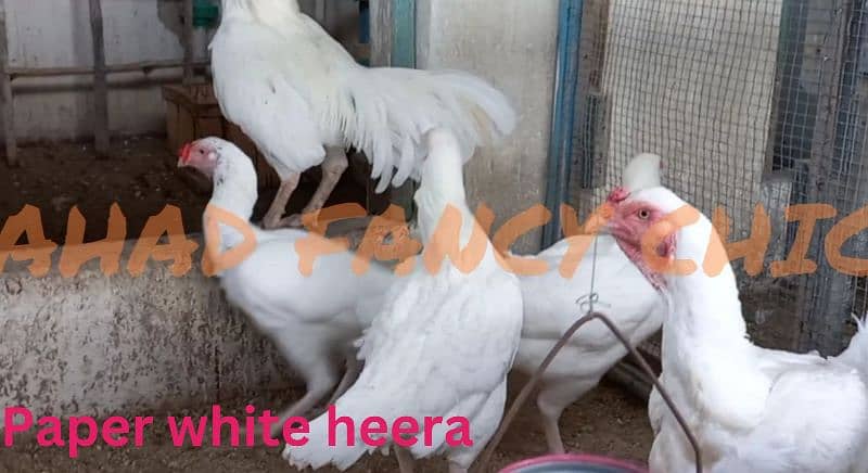 shamoo/parrot beak/heera/ko shamoo/Yokohama/seerama/Al fancy breed chi 14