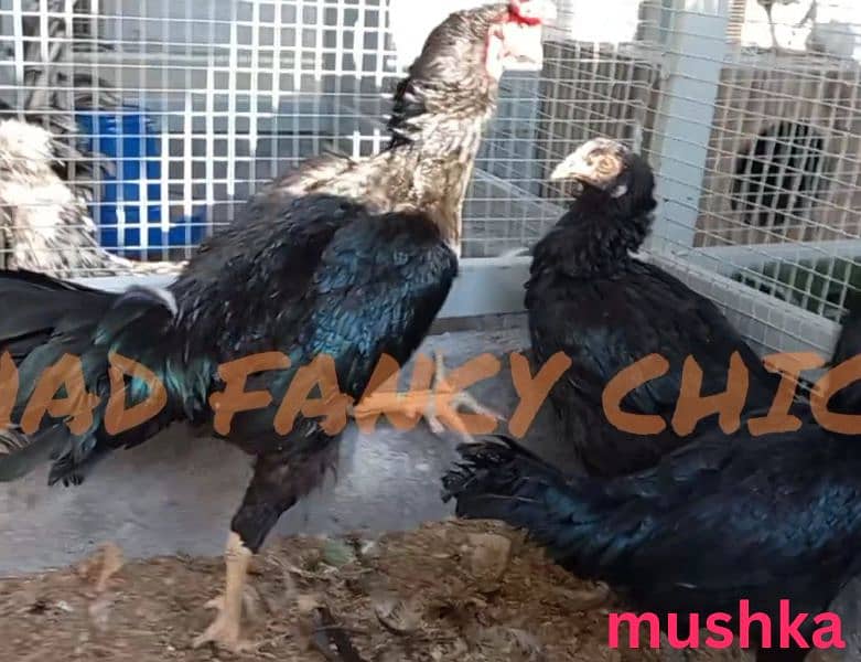 shamoo/parrot beak/heera/ko shamoo/Yokohama/seerama/Al fancy breed chi 15