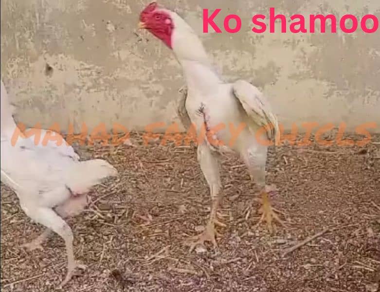 shamoo/parrot beak/heera/ko shamoo/Yokohama/seerama/Al fancy breed chi 17