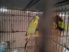 king size budgies for sale 2 pair and 4 male budgies for sale