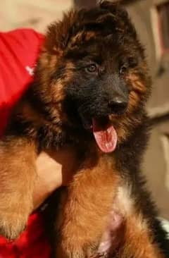 German Shepherd puppies 03079468316