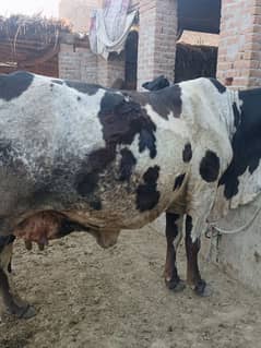 cow for sale