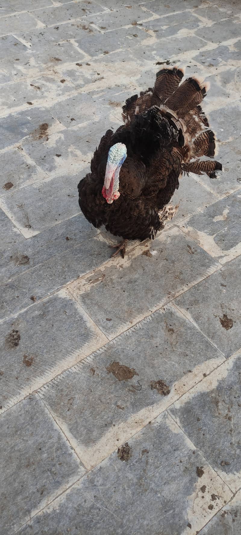 Lavender blue slateTurkey bird Male 0