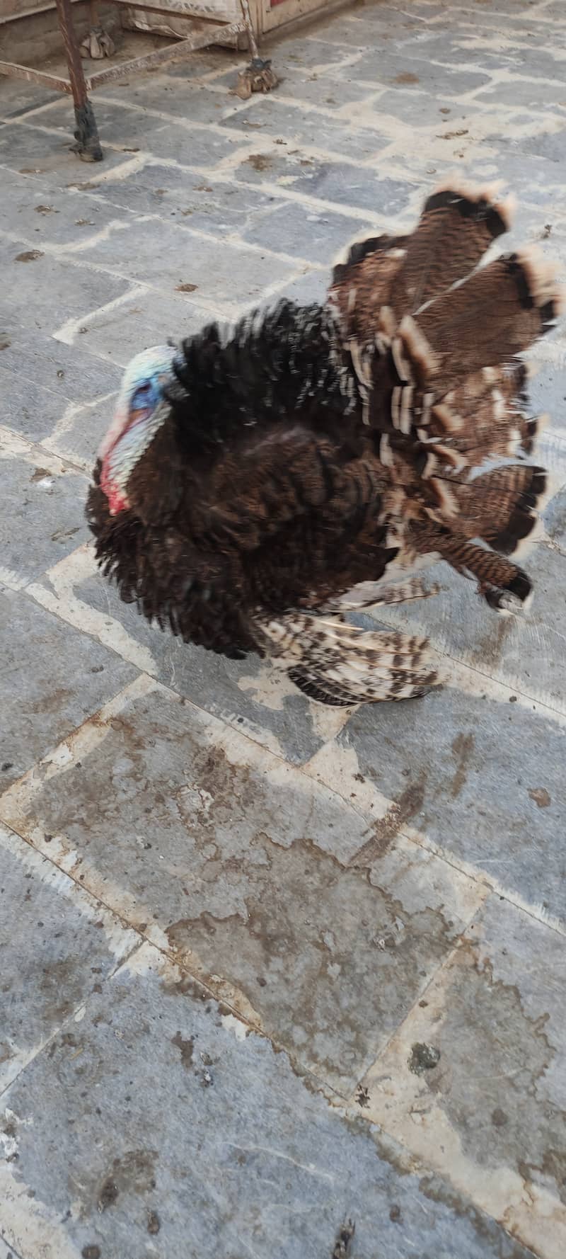 Lavender blue slateTurkey bird Male 2