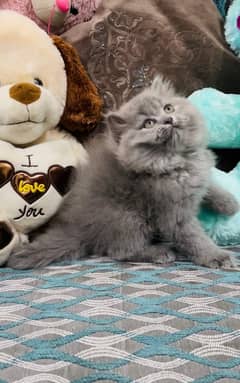 smokey color high quality kitten CASH ON DELIVERY