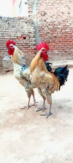 Desi golden hens