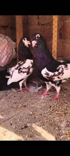 khall pigeon Hain for sea 03110664316