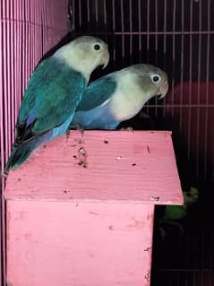 blue Fisher love birds