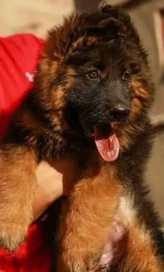 German Shepherd puppies 03079468316