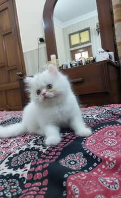 Pure Persian White Kitten