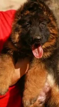 German Shepherd puppies 03079468316