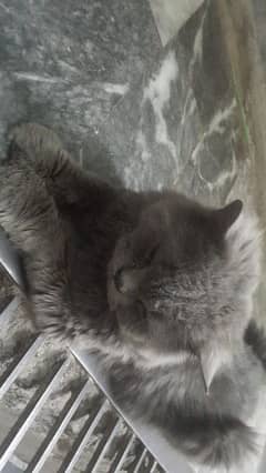 Persian cat pair for sale urgent .