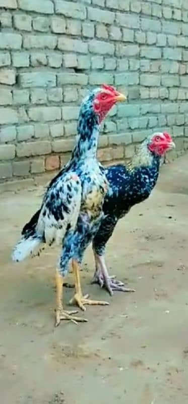 Mianwali aseel  2 murghy  for sale Whatsapp 03026065909 0