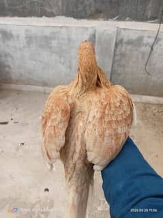 aseel hen for sale