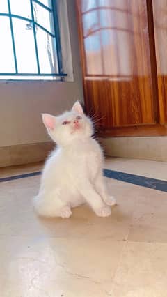 Persian kitten for sale triple coat Healthy and active