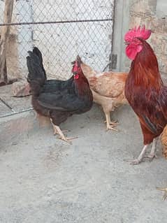 Desi hens for sale