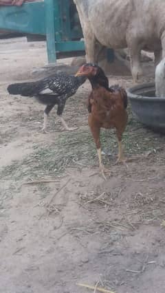 Pure aseel murghi 1200/KG and Golden pathi price 1200