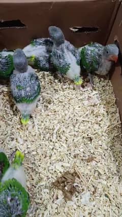 Raw parrot chiks