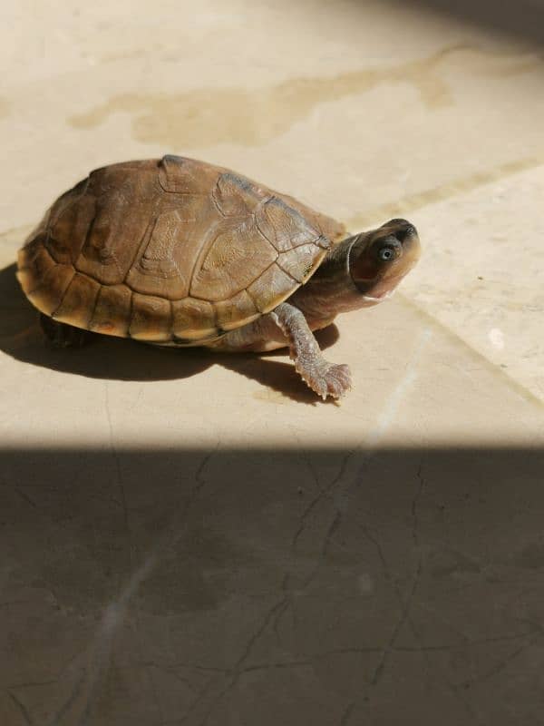 Western mud turtle 0