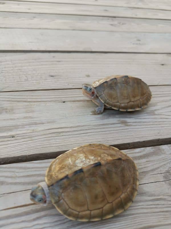 Western mud turtle 1