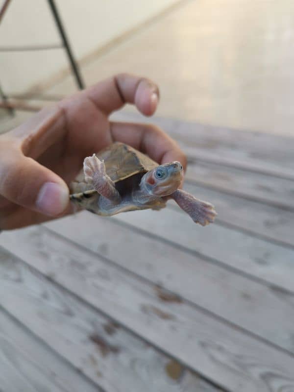 Western mud turtle 2