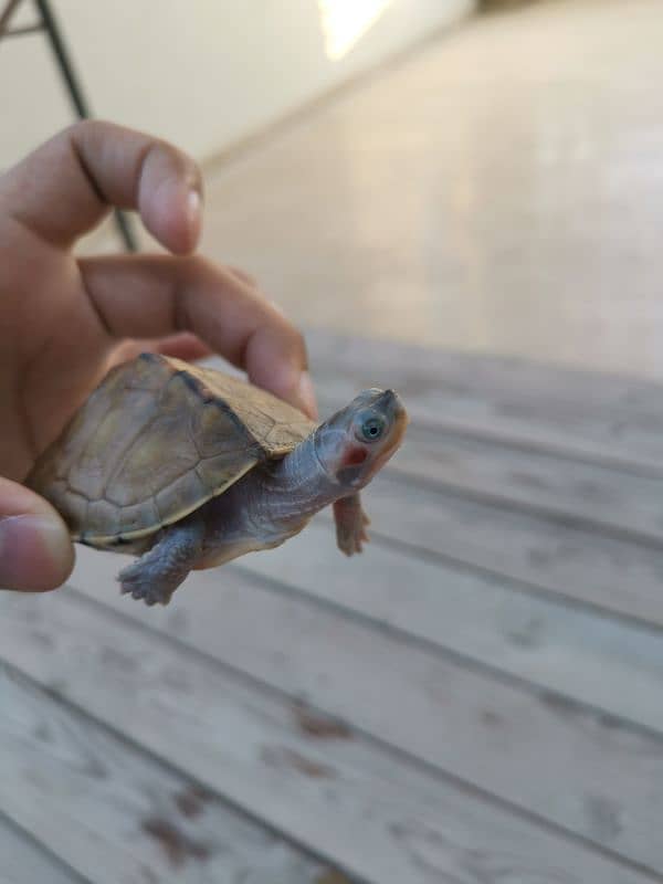 Western mud turtle 3