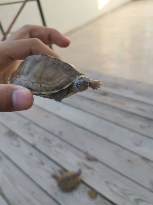 Western mud turtle 4