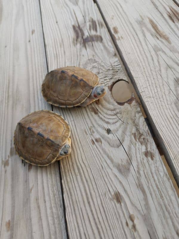Western mud turtle 5