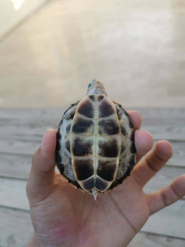 Western mud turtle 6